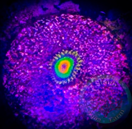 Saf wysiwyg rasta - saf~,