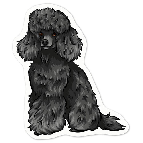 Black toy poodle - toy, white