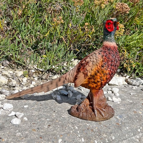 Pheasant bird garden - pheasant,