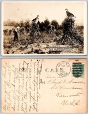 Exaggeration Giant Quail Shooting Postcard
