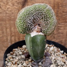 D4137 GEOHINTONIA MEXICANA