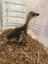 🐣Magnetic Fertility/Gender ❇️Checker 4 All Chicken Hatching Eggs & All Birds 💯