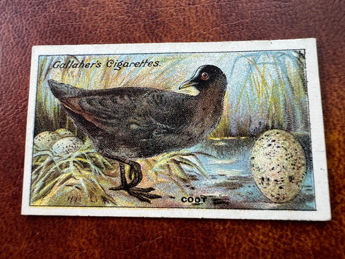 Gallaher birds nests eggs - &,