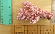 Vintage Dead Pink Sea Coral From Australia