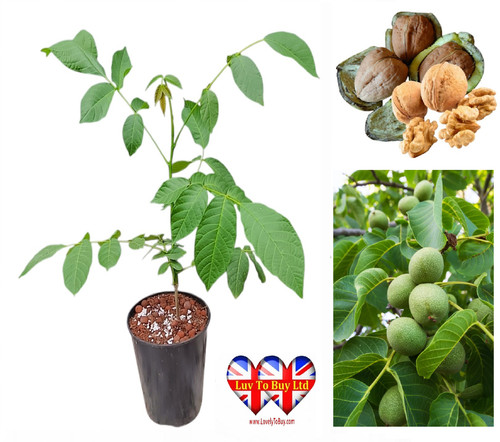 English walnut - english,