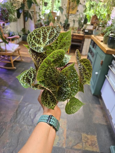 Begonia ferox spiked leaf - leaf, 12cm