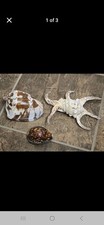 3 Lg Nat Sea Shells Nobel