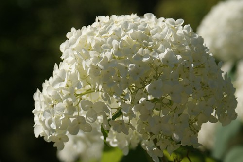 Hydrangea arborescens