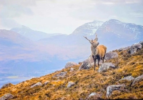 Stag canvas print - stag,
