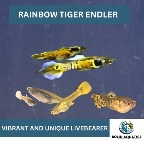 Rare rainbow tiger - rainbow, endler