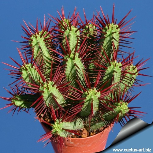 Large plant euphorbia enopla - large,