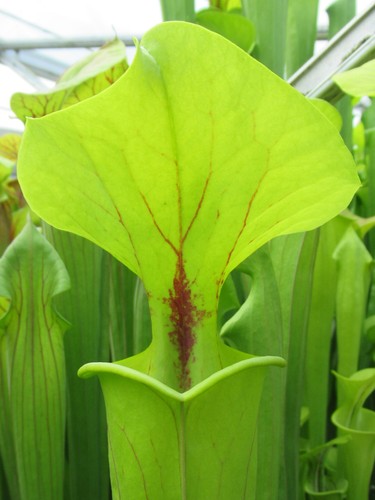 Sarracenia flava - sarracenia, v.