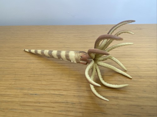 Collecta orthoceras - collecta,