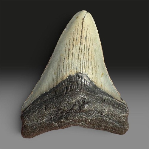 Megalodon tooth fossil - tooth,