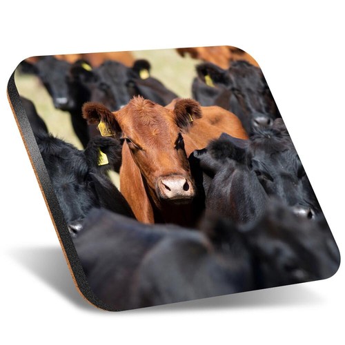 Square coaster 12cm - coaster,