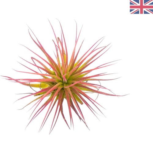 Thesunnyvalley tillandsia air - thesunnyvalley,