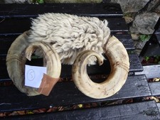 Rams Horns and real wool 5