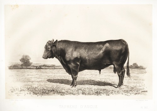 Aberdeen angus bull cows - aberdeen,