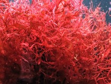 Dragon's Breath - Halymenia