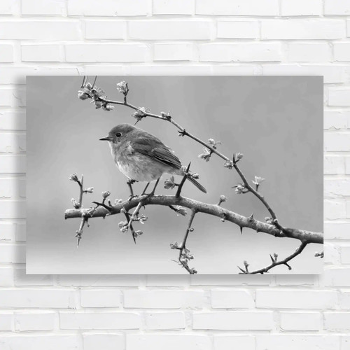 Robins spring hawthorn tree - spring,