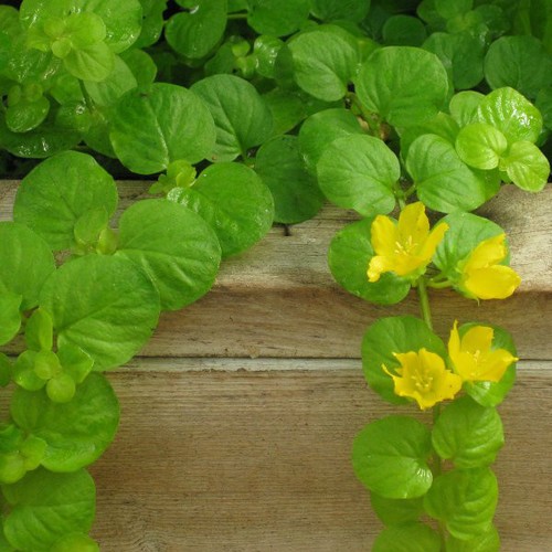 Creeping jenny marginal pond - creeping,