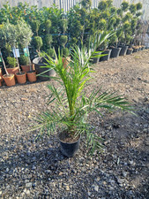 PHOENIX CANARIENSIS 145cm 10L WINTER HARDY evergreen Canary Island palm tree