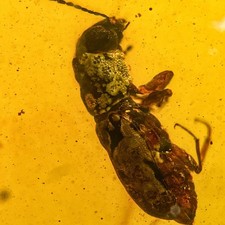 Unusual Beetle in Burmese /