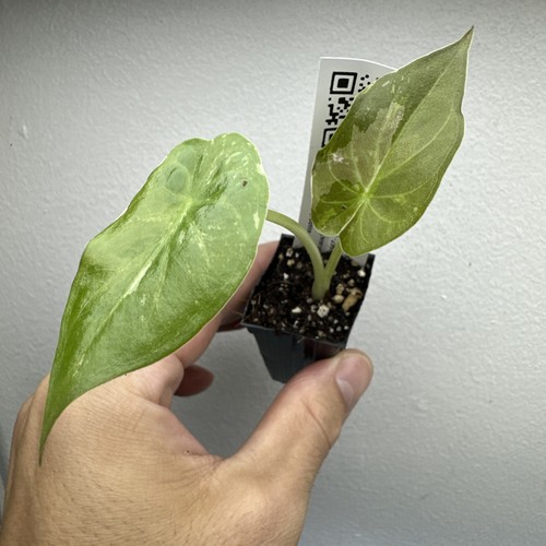 Alocasia wentii albo pink - albo,
