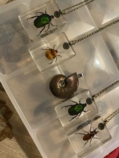 Selection of Bugs and Fossil Necklaces Resin Mounted Bugs and Ammonite Pendant