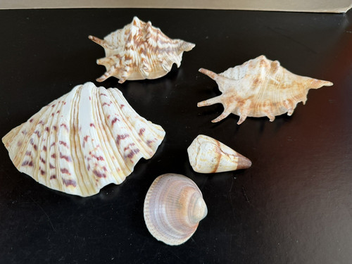Vintage sea shells conch - shells, shell