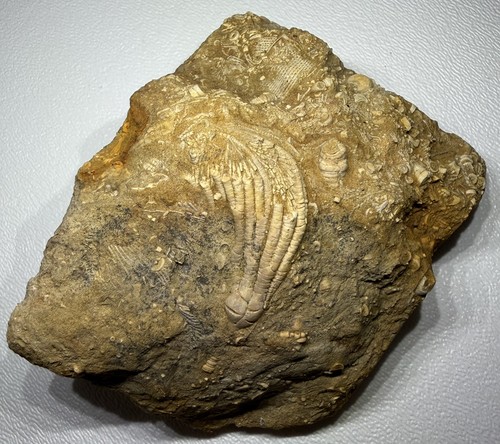 Fifeocrinus crinoid calyx - calyx, +