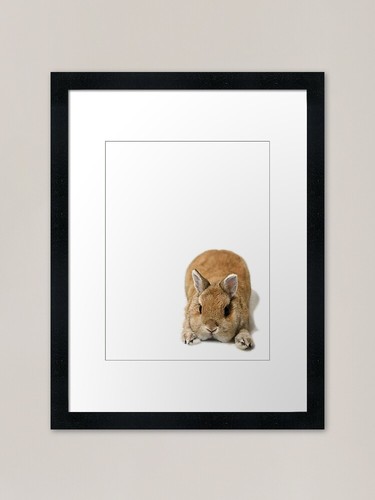 Netherland dwarf rabbit - netherland,