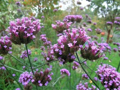 Verbena bonariensis 4 - verbena, hp