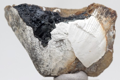 Vivianite clam fossil crystal - fossil,