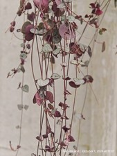 Ceropegia linearis woodii