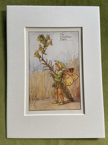 Toadflax flower fairy picture - toadflax,