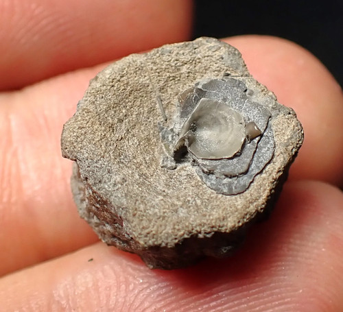 Jurassic ichthyosaur bone