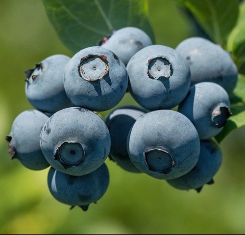 Bluegold blueberry plant 1l - blueberry,