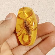 REAL SCORPION FOSSIL KEYCHAIN