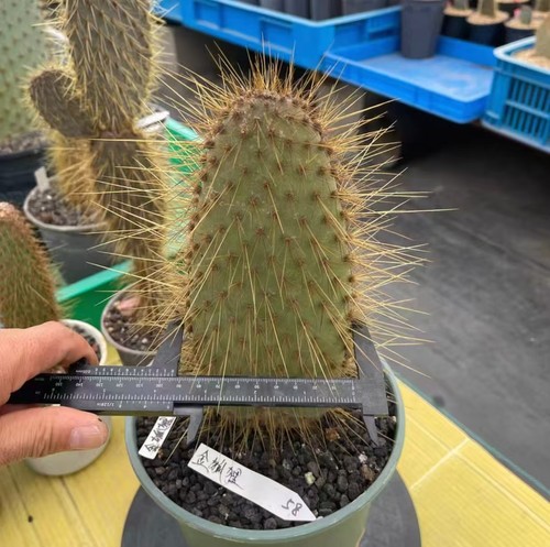 Opuntia foxer wysiwyg self - opuntia, '