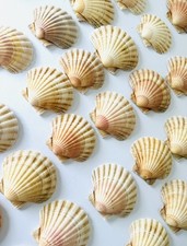 30 Shells Scallop Round
