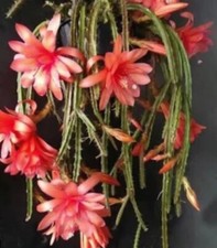 10 Rat Tail Cactus fresh unrooted Aporocactus 'Melanie' cuttings 6cm