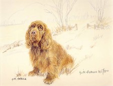 Sussex spaniel dog - dog, art