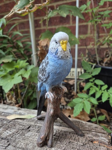Blue budgie bird garden - budgie,