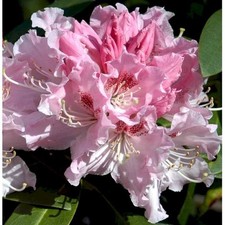Rhododendron ,albert schweitzer, 1.5 LTR POT , FREE DELIVERY