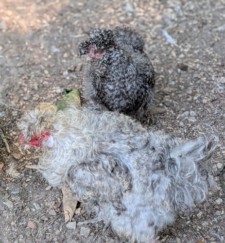 Silkie chicken fertile - silkie,