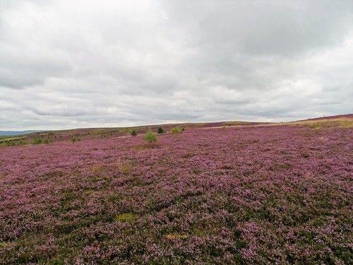 Photo 6x4 heather bloom - photo, in