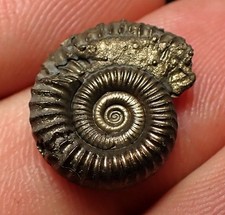Crucilobiceras pyrite ammonite fossil (17 mm) Jurassic Coast Charmouth UK rocks