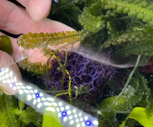 Blue hypnea macro algae for - blue,