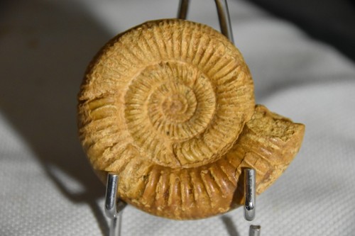 Rare ammonite perisphinctes - rare,